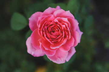 Pink roses in the garden of pink roses. Blooming Roses on the Bush. Growing roses in the garden.	