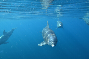 向かってくるイルカの正面顔