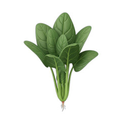 Obraz premium Fresh green spinach plant with roots, a healthy leafy vegetable, isolated on a white background, ready for culinary use.