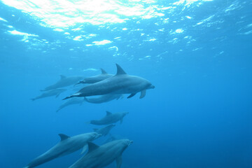 イルカたちの群れの水中写真