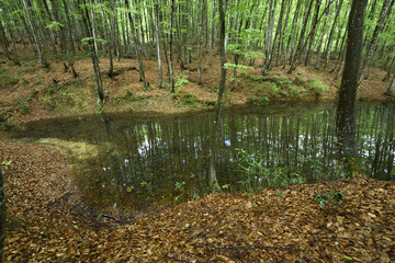 森の中にある池と反射するブナ林