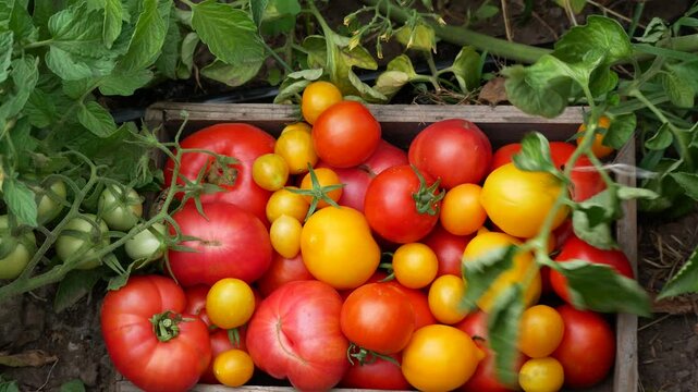 The farmer's hands put freshly picked ripe tomatoes in a tomato bed into a box. Grown from the ir of the harvest of different varieties of tomatoes. Vegetables in a healthy diet.