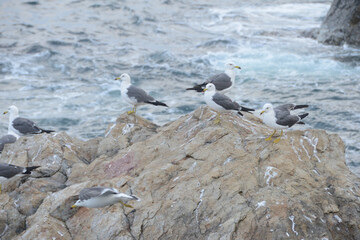 岩場で休憩するカモメの群れ