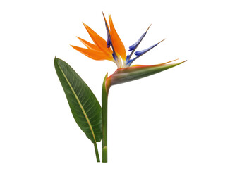 Isolated Bird of Paradise flower, tropical plant blossom, Strelitzia reginae plant, floral detail