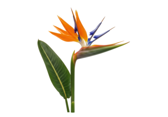 Isolated Bird of Paradise flower, tropical plant blossom, Strelitzia reginae plant, floral detail