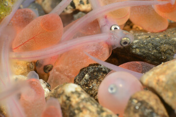 ふ化したばかりのサケの赤ちゃんたち