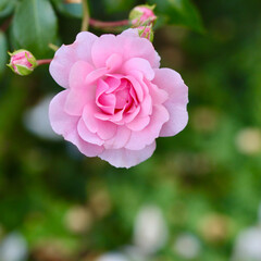 A soft pink rose in full bloom, with a beautiful blurred green background