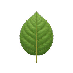 Obraz premium A vibrant green leaf with prominent veins and a short stem, isolated on a white background.