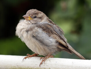 Close-up of a young house sparrow sitting on the garden fence. Dark blurred background. Selective soft focus.