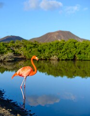 Vibrant pink flamingo wading in calm water, reflected perfectly, with lush vegetation and a volcanic mountain in the background under a clear sky