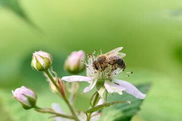 Bee on apple blossom. Green natural background.	
