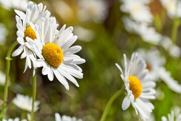 Wild daisy flowers growing on meadow. Warm sunny defocused natural background.	