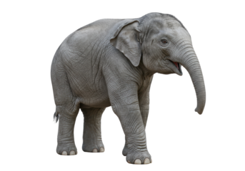 Isolated Young Indian Elephant Walking with Curious Expression on a White Background