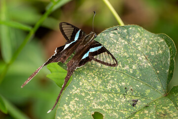 Green Dragontail butterfly - Lamproptera meges, beautiful unique swallowtail butterfly native to meadows and bushes of Southeast Asia, Vietnam.