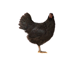 Black chicken isolated on white background