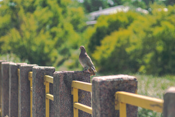 Brown Pigeon Standing on Stone Outdoors