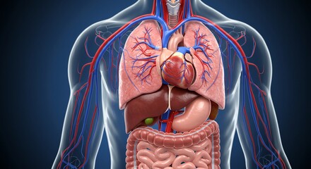 3D Render of Human Internal Organs and Circulatory System within Translucent Body for Medical Education