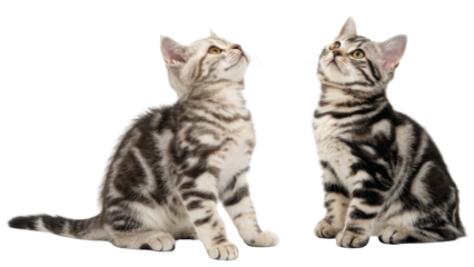 American shorthair cat sitting together looking upward in soft studio light with curious attentive expression