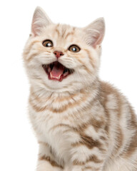 Obraz premium Playful american shorthair cat kitten with open mouth and striped cream fur showing joyful expression