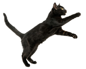 Playful american shorthair cat jumping midair with bright eyes and outstretched paws full of motion and energy