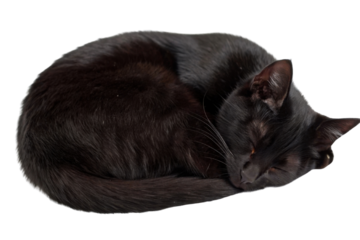 Sleeping american shorthair cat curled on dark surface cozy relaxed pet