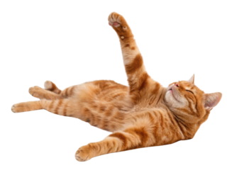 Playful american shorthair cat stretching on back relaxed orange tabby fur graceful pose cute expression