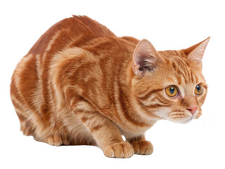 Fototapeta premium A playful american shorthair cat crouched alert with amber eyes ready to pounce conveying curious energy and warm orange fur