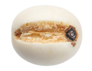 Single Job's Tears Grain Close-Up Photography