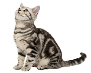 Silver american shorthair cat with curious expression sitting and looking up in soft light