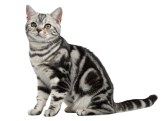A friendly american shorthair cat with silver tabby markings sitting alert and curious in soft natural light