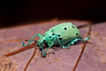 Blue Beetle (Briarius sp.) Gorgulho Ericydeus in Panama Rainforest
