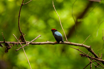 Lance-tailed Manakin (Chiroxiphia lanceolata) Sitting on Branch in Panama Rainforest
