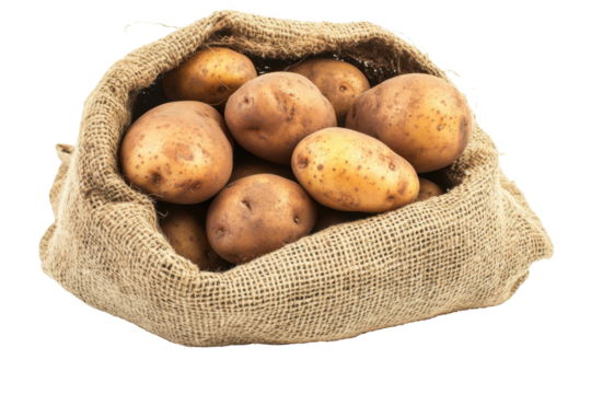 Freshly Harvested Organic Potatoes in a Burlap Sack on a Transparent Background