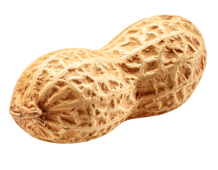 High Resolution Isolated Peanut on Clean Background