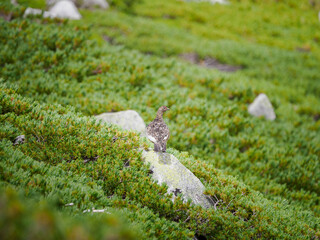 高山の岩の上に立つライチョウ。ハイマツの緑に囲まれ、自然に溶け込む日本の山岳風景。
