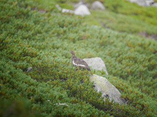 高山の岩の上に立つライチョウ。ハイマツの緑に囲まれ、自然に溶け込む日本の山岳風景。
