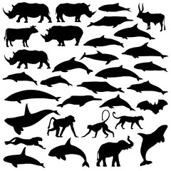 Various Mammals Drawings