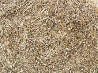 Close-up of big haystack with golden, dried grass. Rural farm life and harvest season