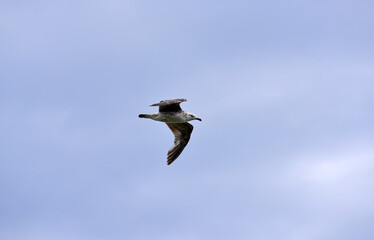 A seagull flies in the sky with clouds