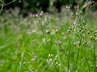 Field of Vernonia cinerea wildflowers with fresh green background in nature.