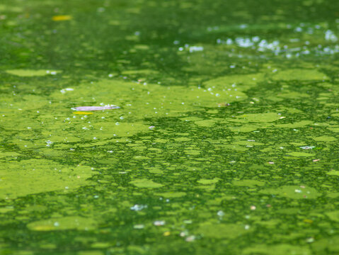 Algae bloom in natural pond indicating poor water quality - environmental pollution and eutrophication in freshwater ecosystem contamination.
