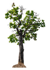 Obraz premium Green tree isolated on transparent background with clipping path and alpha channel