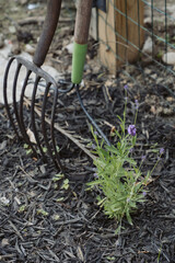 Lavender Beginnings in the Mulch