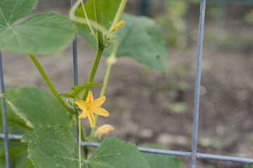 Cucumber Blossom on the Trellis
