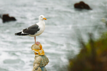 Seagull of West Coast California
