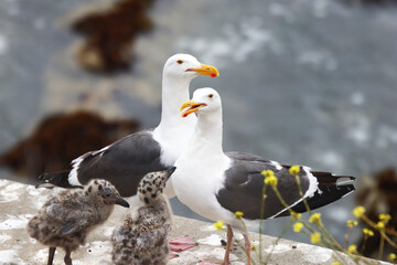 Seagull family with Gull Chicks