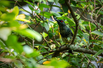 Australian Metallic Starling perching on branch