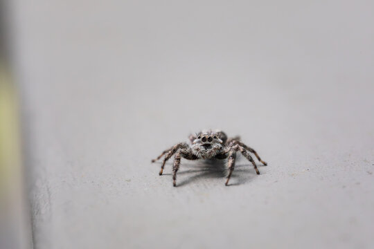 A small gray jumping spider
