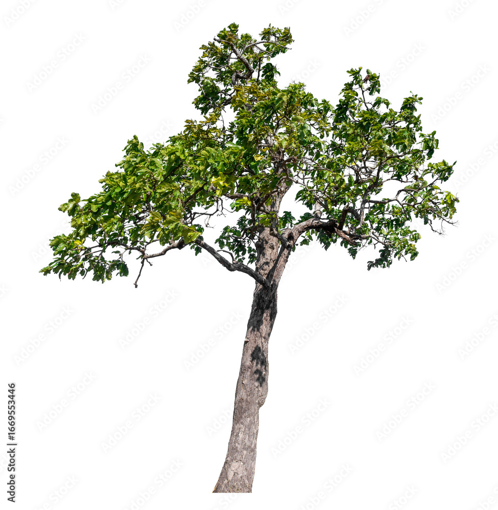 Poster green tree isolated on transparent background with clipping path and alpha channel