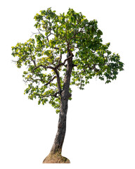 Green tree isolated on transparent background with clipping path and alpha channel